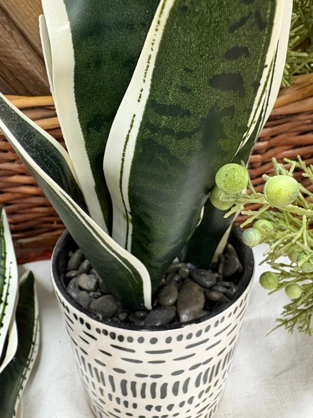 Variegated Snake Plant Pair in Patterned Ceramic Pots